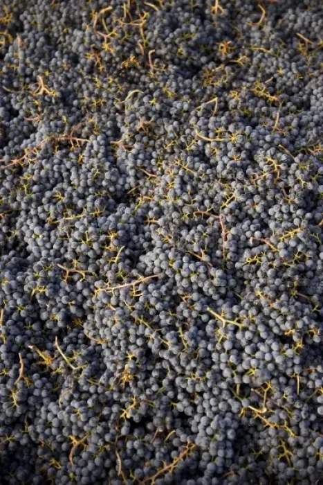 Framed Print : USA, Washington State, Yakima Valleyl. Merlot grapes, Rattlesnake Hills Wine Trail Framed Print : USA, Washington State, Yakima Valleyl. Merlot grapes, Rattlesnake Hills Wine Trail