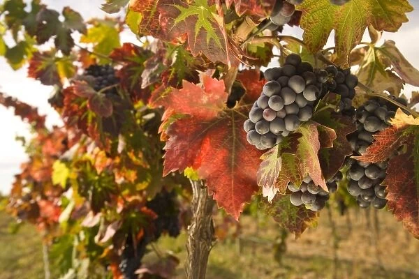 USA, Washington State, Zillah. Pinot Noir grapes near Zillah, Rattlesnake Hills Wine Trail
