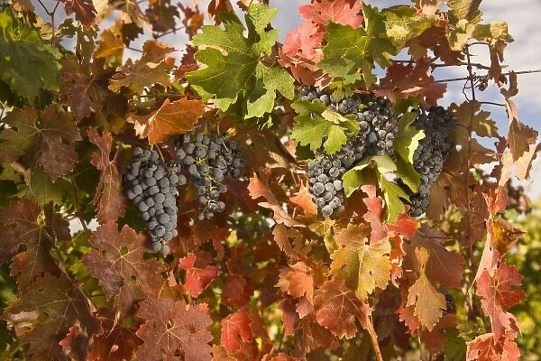 USA, Washington State, Zillah. Pinot Noir grapes near Zillah, Rattlesnake Hills Wine Trail