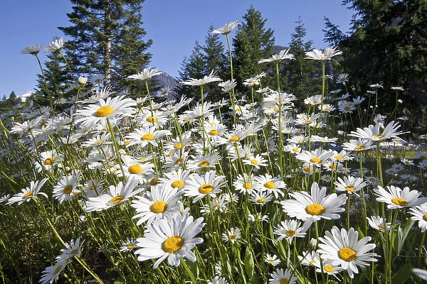 USA, Washington, Stehekin. Scenic with oxeye daisies