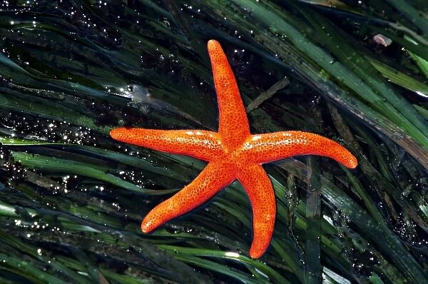 USA, Washington, Strait of Juan de Fuca. Red Blood Star starfish in a beach tidepool
