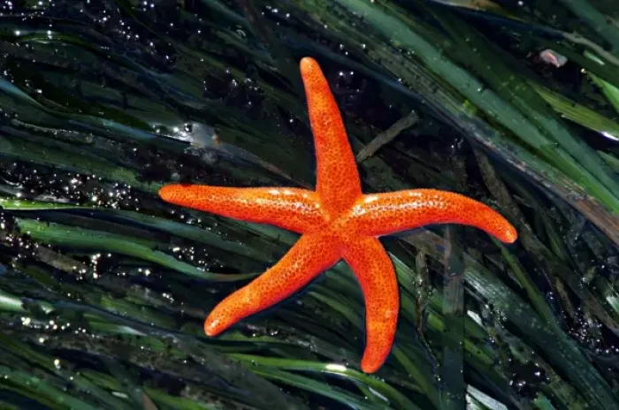 Framed Print : USA, Washington, Strait of Juan de Fuca. Red Blood Star starfish in a beach tidepool Framed Print : USA, Washington, Strait of Juan de Fuca. Red Blood Star starfish in a beach tidepool