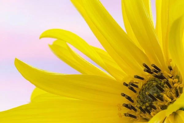 USA, Washington. Detail of sunflower blossom