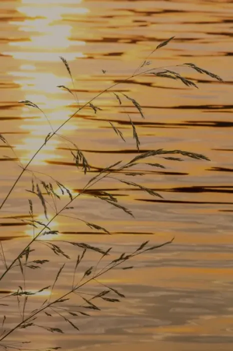 Framed Print : USA, Washington. Sunset on water and grasses Framed Print : USA, Washington. Sunset on water and grasses