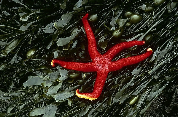USA, Washington, Tongue Point. Blood star and kelp in tide pool