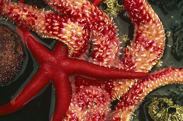 USA, Washington, Tongue Point. Blood star and rainbow star in tide pool. Credit as