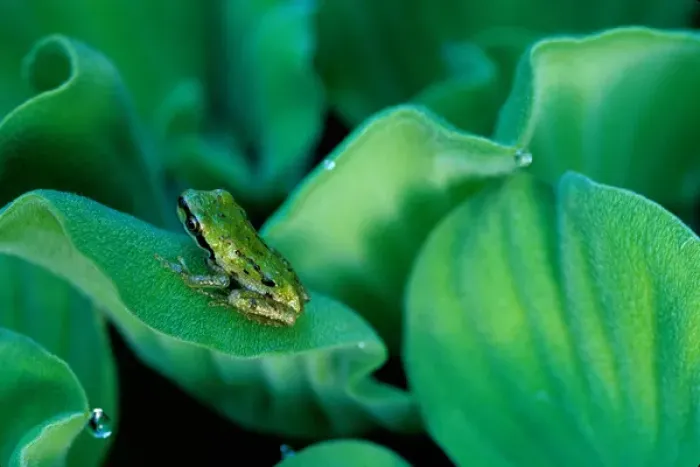 Framed Print : USA, Washington, Treefrog on Water Hyacinth Framed Print : USA, Washington, Treefrog on Water Hyacinth