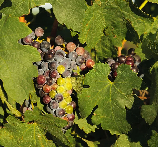 USA, Washington, Tri-Cities. Merlot wine grapes ripen in the Eastern Washington sun