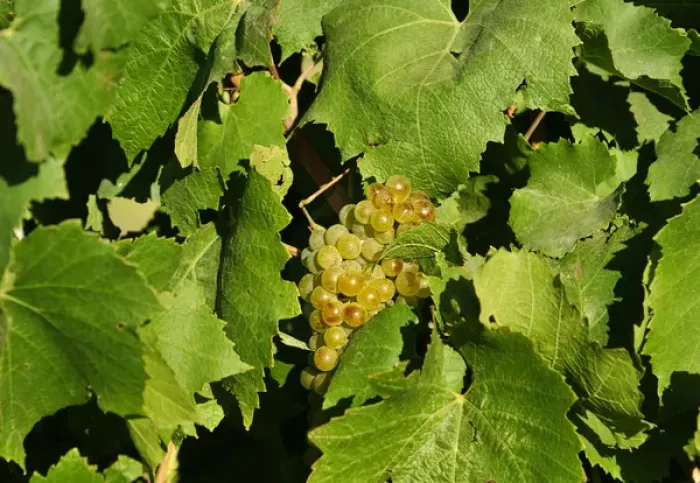Framed Print : USA, WAshington, Tri-Cities. Wine grapes ripen in the Eastern Washington sun