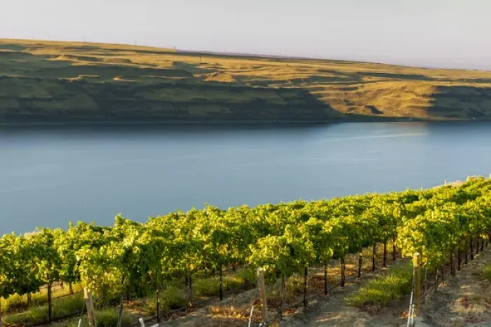 Framed Print : USA, Washington, TriCities. The Benches (formerly Wallula Vineyards) vineyard has