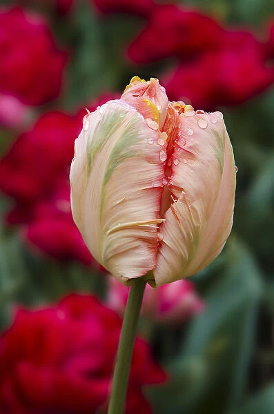 USA, Washington. Tulip bud begins to open