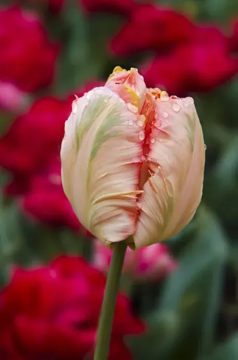 Framed Print : USA, Washington. Tulip bud begins to open