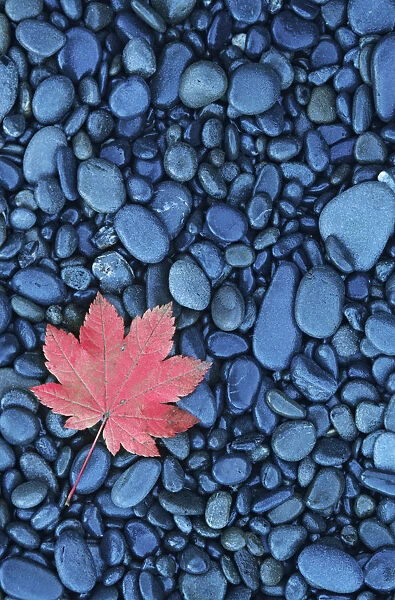 USA, Washington. Vine maple leaf on beach rocks