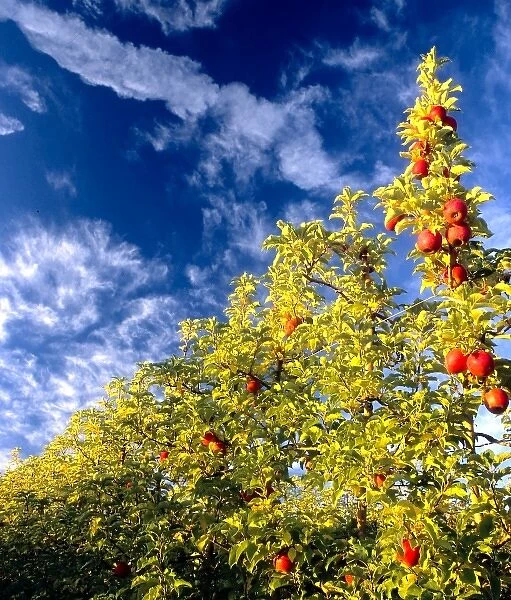 USA, Washington, Walla Walla, apple orchard