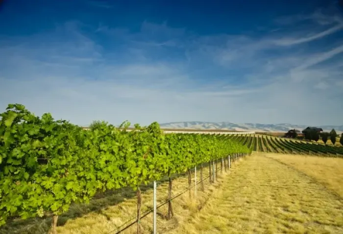 Framed Print : USA, Washington, Walla Walla. Bella Terra grapes ripen set against the Blue Mountains Framed Print : USA, Washington, Walla Walla. Bella Terra grapes ripen set against the Blue Mountains