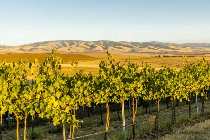 Framed Print : USA, Washington, Walla Walla. The Blue Mountains overlook the Blue Mountain vineyard