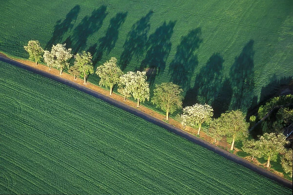 USA, Washington, Walla Walla County. A line of trees follows an old farm road in