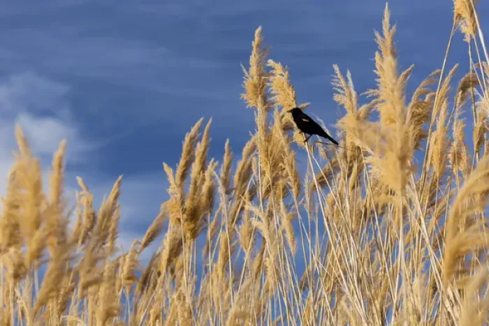 Framed Print : USA, Washington, Walla Walla County. McNary National Wildlife Refuge, Red-winged