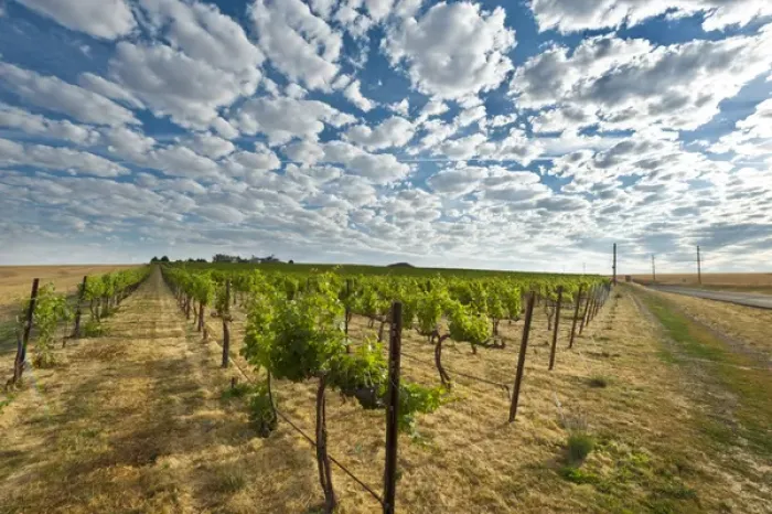Framed Print : USA, Washington, Walla Walla. Dawn breaks on a vineyard in Walla Walla Framed Print : USA, Washington, Walla Walla. Dawn breaks on a vineyard in Walla Walla