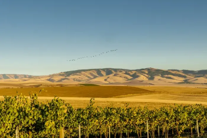 Framed Print : USA, Washington, Walla Walla. Flock of snow geese over the Blue Mountains seen Framed Print : USA, Washington, Walla Walla. Flock of snow geese over the Blue Mountains seen