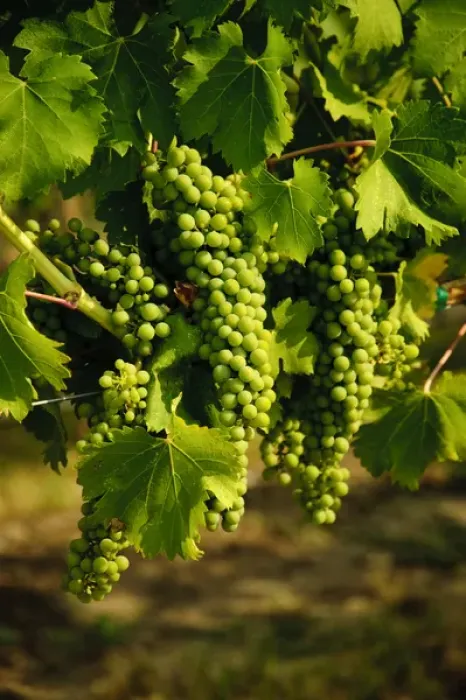 Framed Print : USA, Washington, Walla Walla. Grapes ripen in the summer sun of the Walla Walla AVA Framed Print : USA, Washington, Walla Walla. Grapes ripen in the summer sun of the Walla Walla AVA