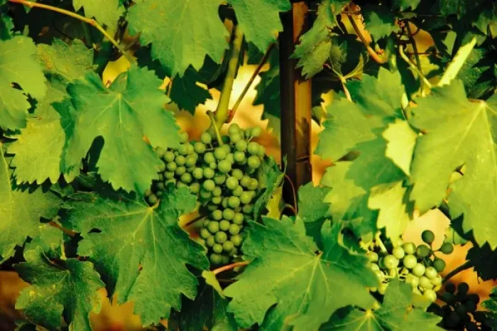 Framed Print : USA, Washington, Walla Walla. Grapes ripen in the summer sun of the Walla Walla AVA