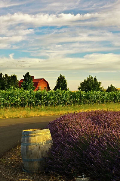 USA, Washington, Walla Walla. Lavender fields border the vineyards of a Maurice Cellars