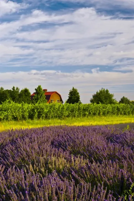 Framed Print : USA, Washington, Walla Walla. Lavender fields border the vineyards of a Maurice Cellars Framed Print : USA, Washington, Walla Walla. Lavender fields border the vineyards of a Maurice Cellars