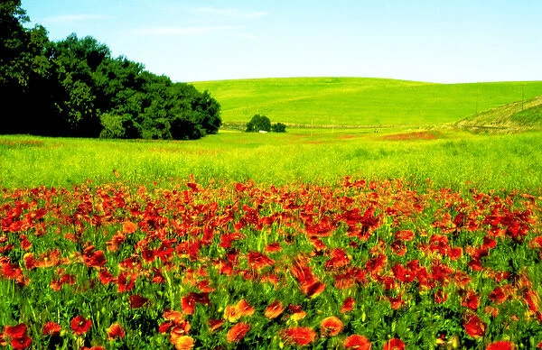 USA, Washington, Walla Walla, poppy field