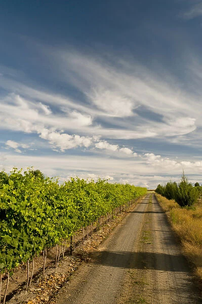 USA, Washington, Walla Walla. A road bordering the vineyards of Walla Walla Vintners