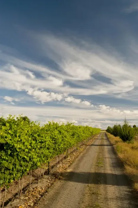 Framed Print : USA, Washington, Walla Walla. A road bordering the vineyards of Walla Walla Vintners