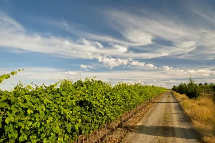 Framed Print : USA, Washington, Walla Walla. A road next to the vineyards of Walla Walla Vintners Framed Print : USA, Washington, Walla Walla. A road next to the vineyards of Walla Walla Vintners