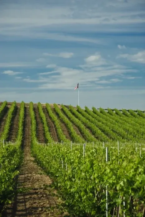 Framed Print : USA, Washington, Walla Walla. Rows of wine grapes ripen in the Walla Walla sun
