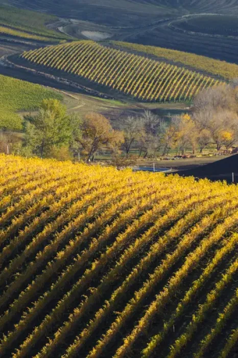 Framed Print : USA, Washington, Walla Walla. Spring Valley and Precept Vineyards Framed Print : USA, Washington, Walla Walla. Spring Valley and Precept Vineyards