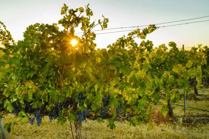Framed Print : USA, Washington, Walla Walla. Sun burst in the Blue Mountain vineyard