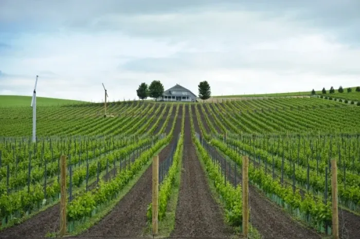 Framed Print : USA, Washington, Walla Walla. Vineyard in Walla Walla Framed Print : USA, Washington, Walla Walla. Vineyard in Walla Walla