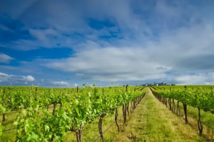 Framed Print : USA, Washington, Walla Walla. Vineyard in Walla Walla