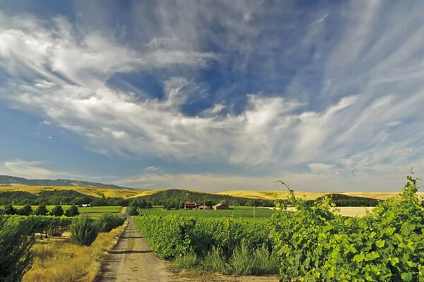 USA, Washington, Walla Walla. The vineyards of Walla Walla Vintners