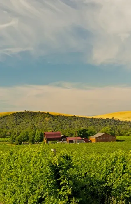Framed Print : USA, Washington, Walla Walla. The vineyards of Walla Walla Vintners Framed Print : USA, Washington, Walla Walla. The vineyards of Walla Walla Vintners