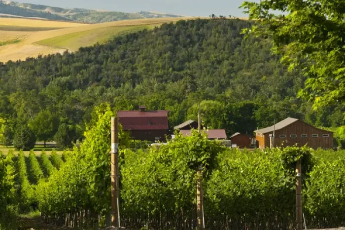Framed Print : USA, Washington, Walla Walla. The vineyards of Walla Walla Vintners Framed Print : USA, Washington, Walla Walla. The vineyards of Walla Walla Vintners