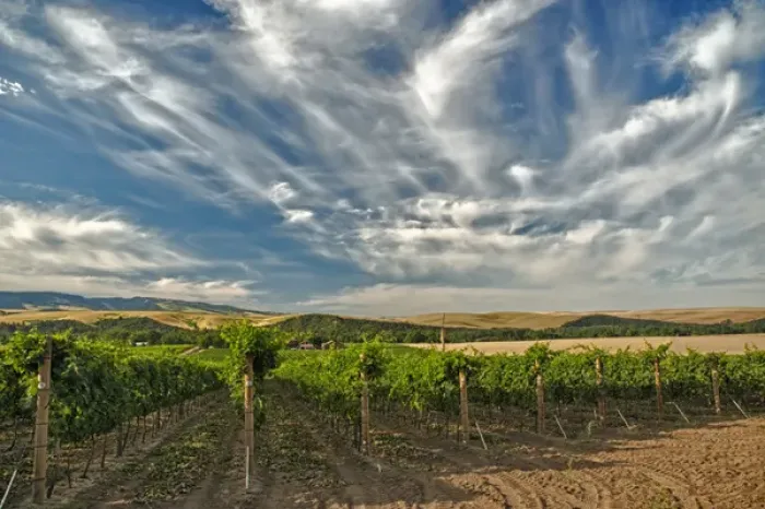 Framed Print : USA, Washington, Walla Walla. The vineyards of Walla Walla Vintners Framed Print : USA, Washington, Walla Walla. The vineyards of Walla Walla Vintners