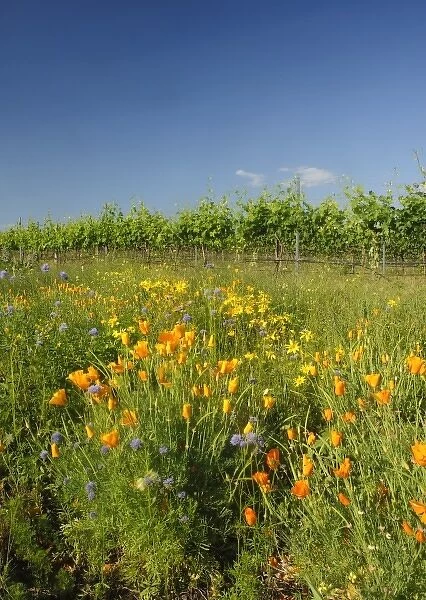 USA, Washington, Walla Walla. Wildflowers are planted near vines to help control damaging insects