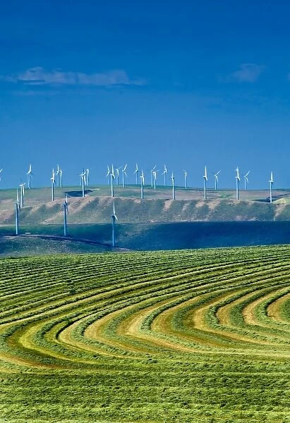 USA, Washington, Walla Walla. Wind turbines overlook farmland