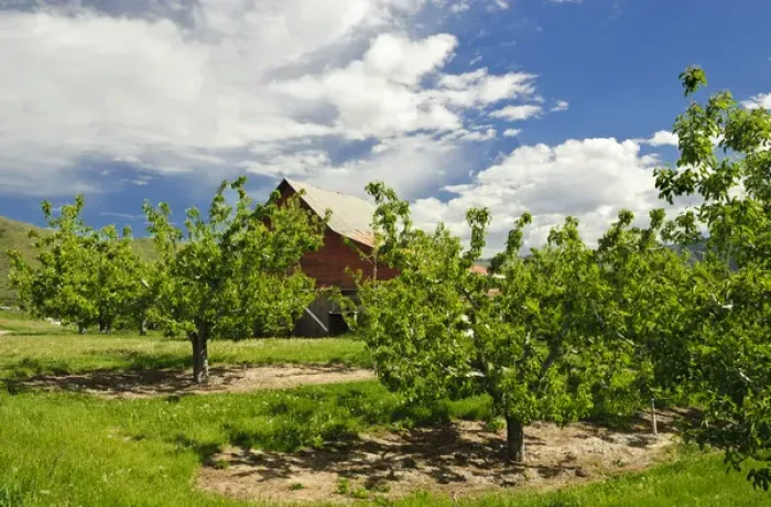 Framed Print : USA, Washington, Wenatchee. Barn in spring in a Wenatchee orchard in Central Washington