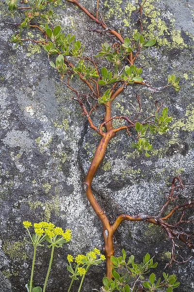 USA, Washington, Wenatchee National Forest. Manzanita growing on boulder. Credit as