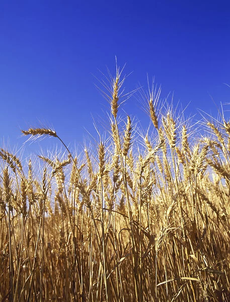 USA, Washington. Wheat ready for harvest in Palouse farm country