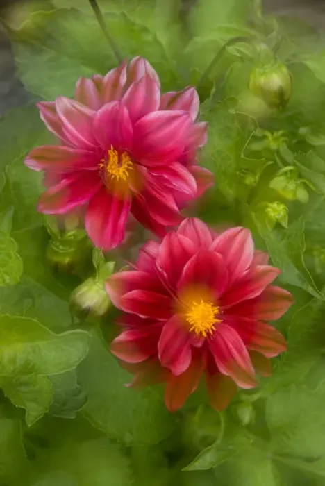Framed Print : USA, Washington, Whidbey Island. Dahlia montage Framed Print : USA, Washington, Whidbey Island. Dahlia montage