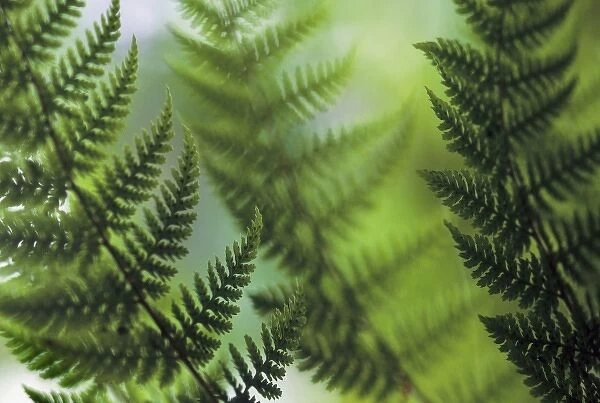 USA, Washington, Whidbey Island, fern fronds detail