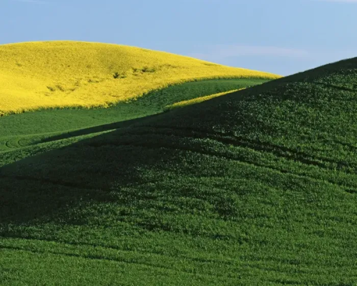 Framed Print : USA, Washington, Whitman County, Canola and Wheat fields Framed Print : USA, Washington, Whitman County, Canola and Wheat fields