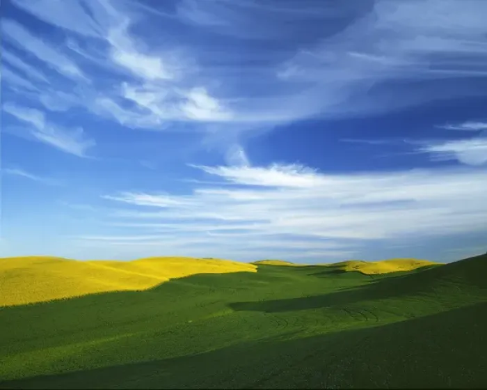 Framed Print : USA, Washington, Whitman County, Palouse, Fields of Wheat and Canola Framed Print : USA, Washington, Whitman County, Palouse, Fields of Wheat and Canola